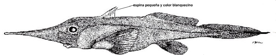 Harriotta haeckeli_01.jpg